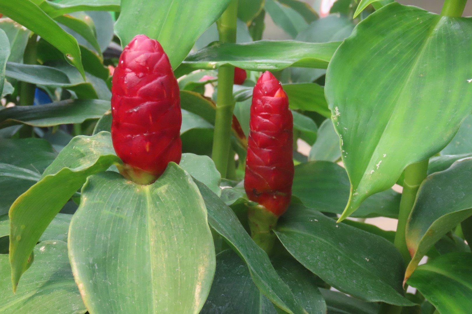 Assinibone Park The Leaf Biomes in Winnepeg Manitoba Canada  9 of 26 (#6300)