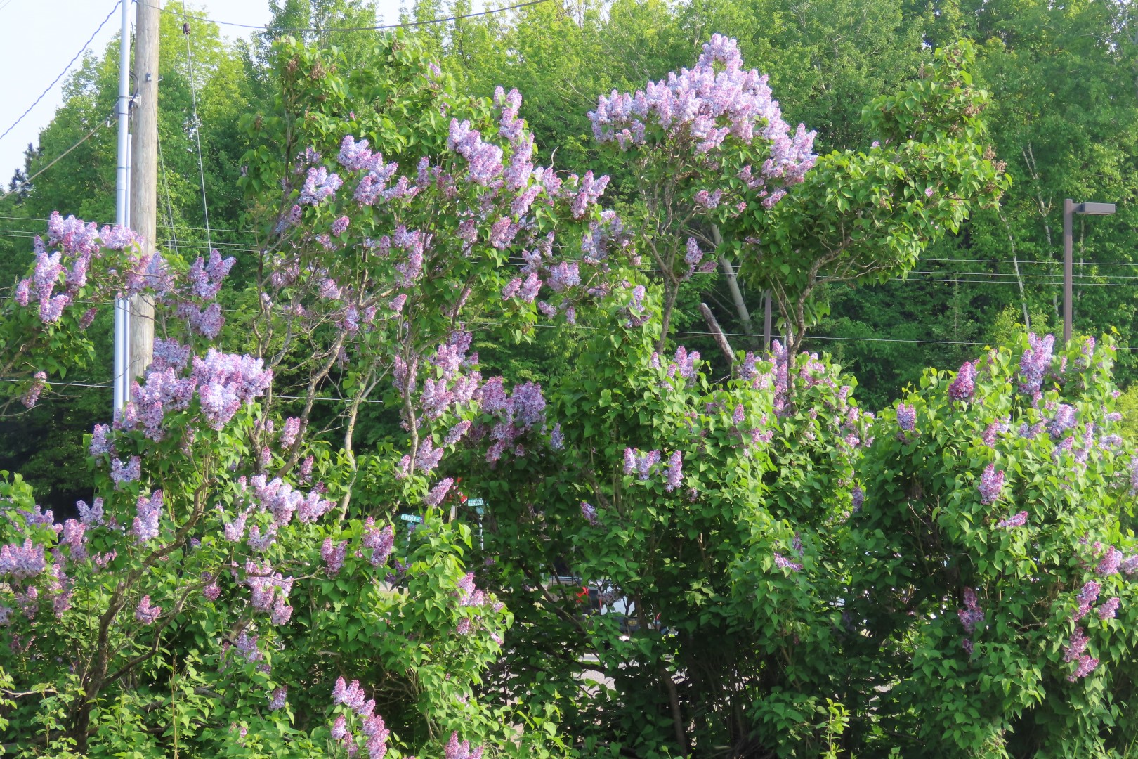 Scenery at Silver City Michigan from the AmericInn Hotel 12 of 13 (#6471)