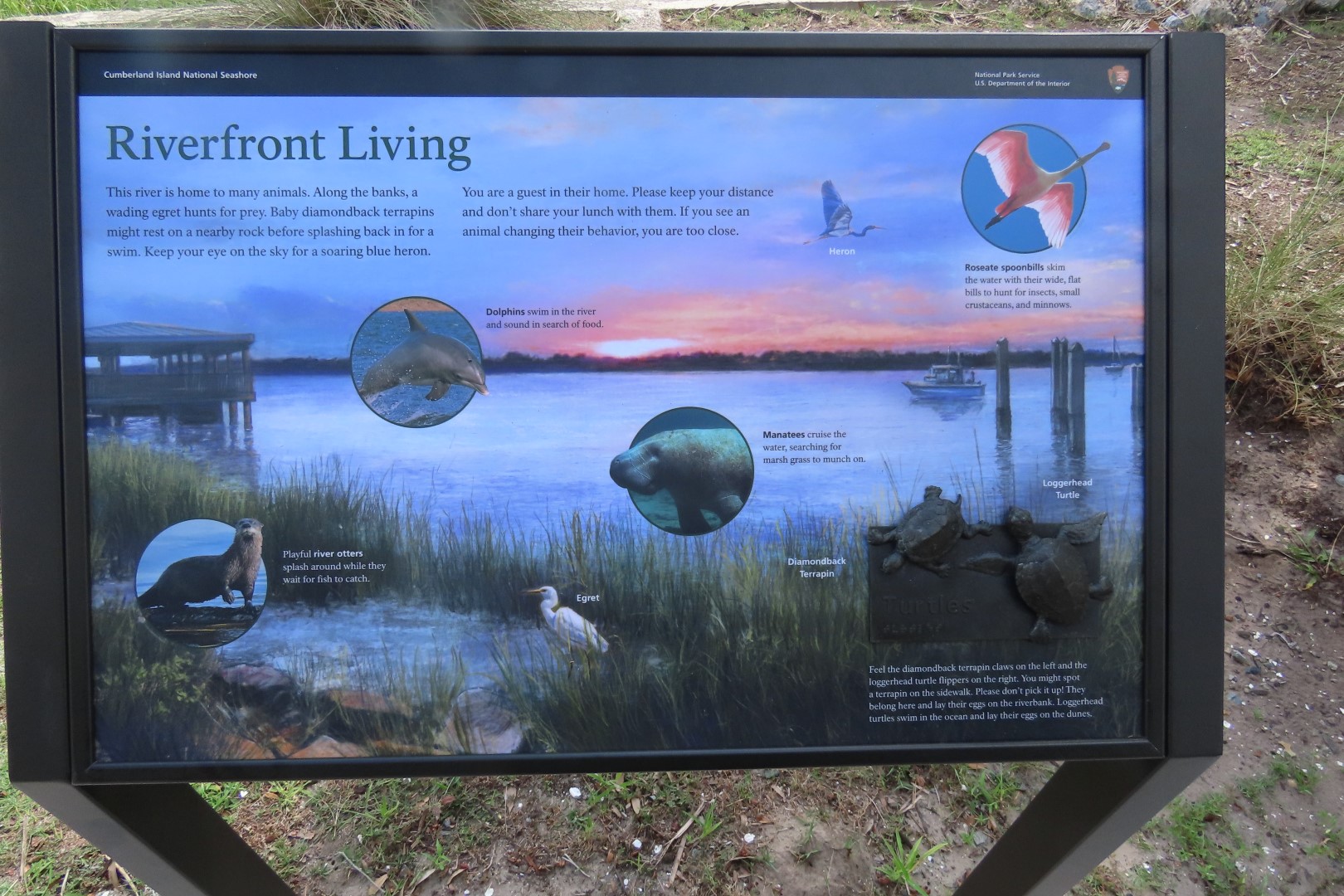 Cumberland Island National Seashore  9 of 12 (#6635)