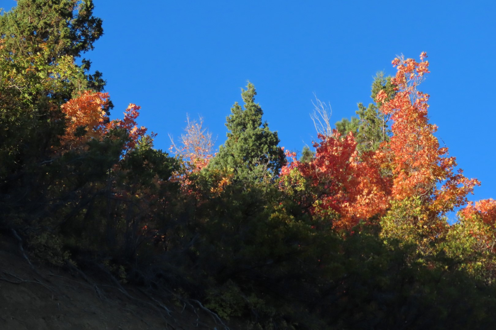 Foliage and snow east of Cedar Breaks National Monument  1 of  4 (#6939)