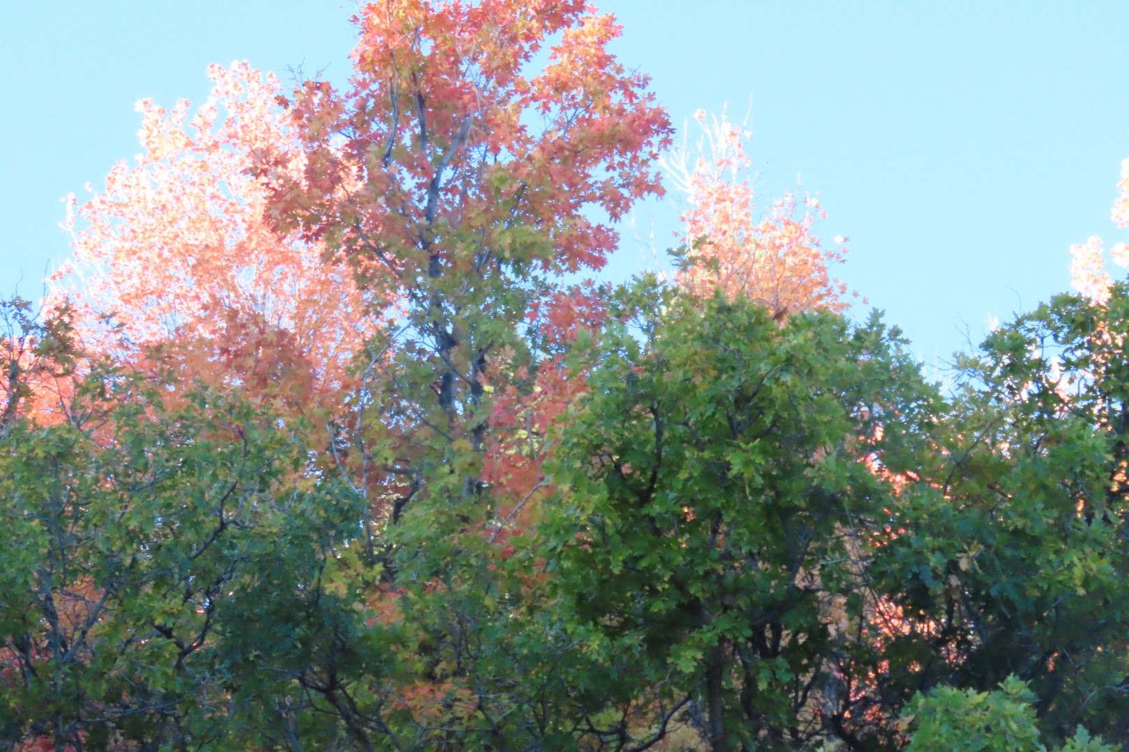 Foliage and snow east of Cedar Breaks National Monument  2 of  4 (#6940)
