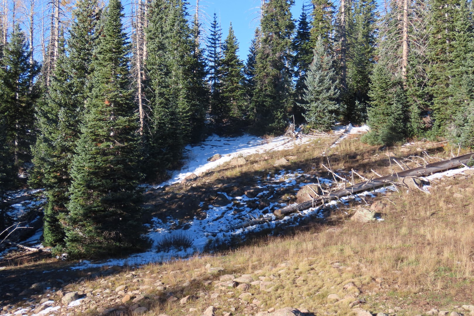 Foliage and snow east of Cedar Breaks National Monument  3 of  4 (#6949)