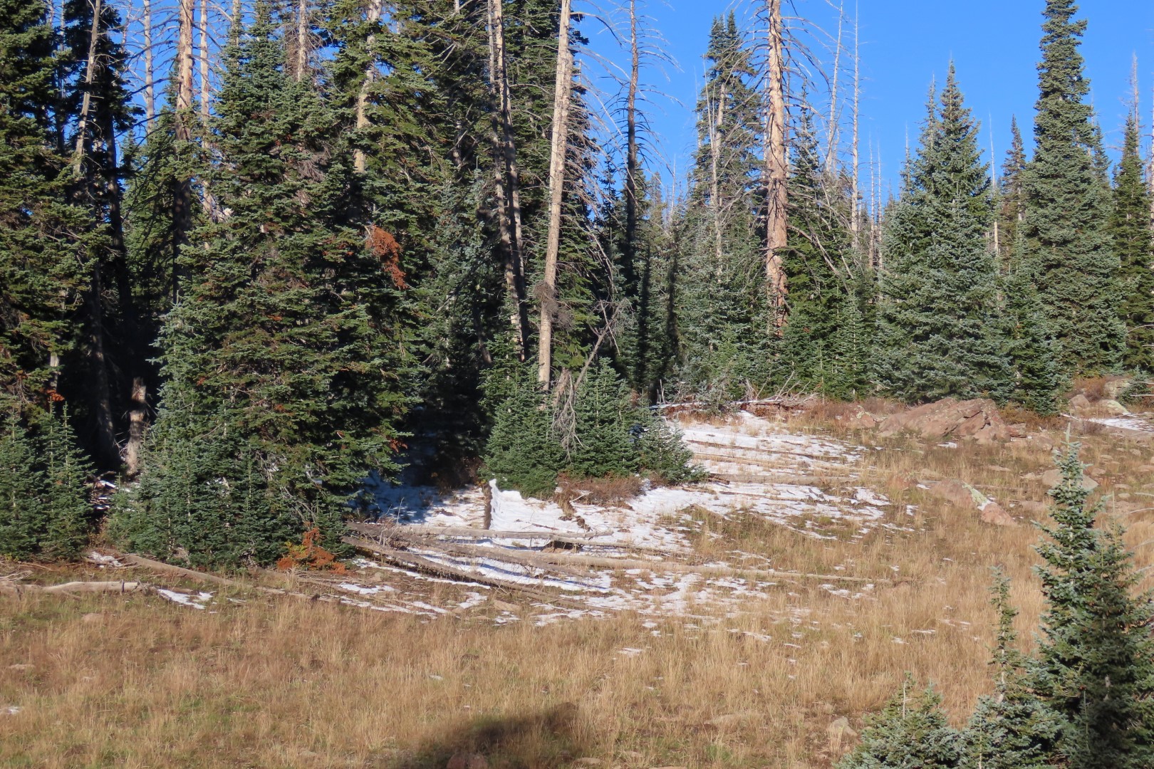Foliage and snow east of Cedar Breaks National Monument  4 of  4 (#6950)