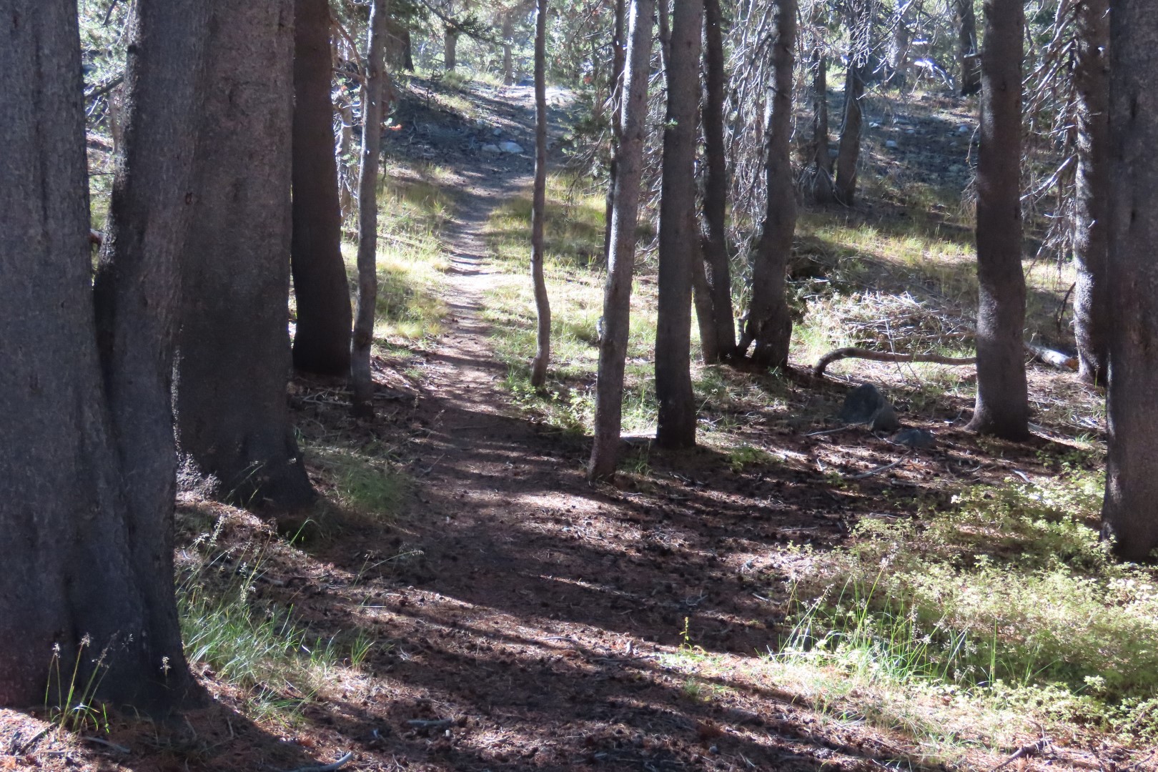 Yosemite National Park 72 of 79 (#6999)