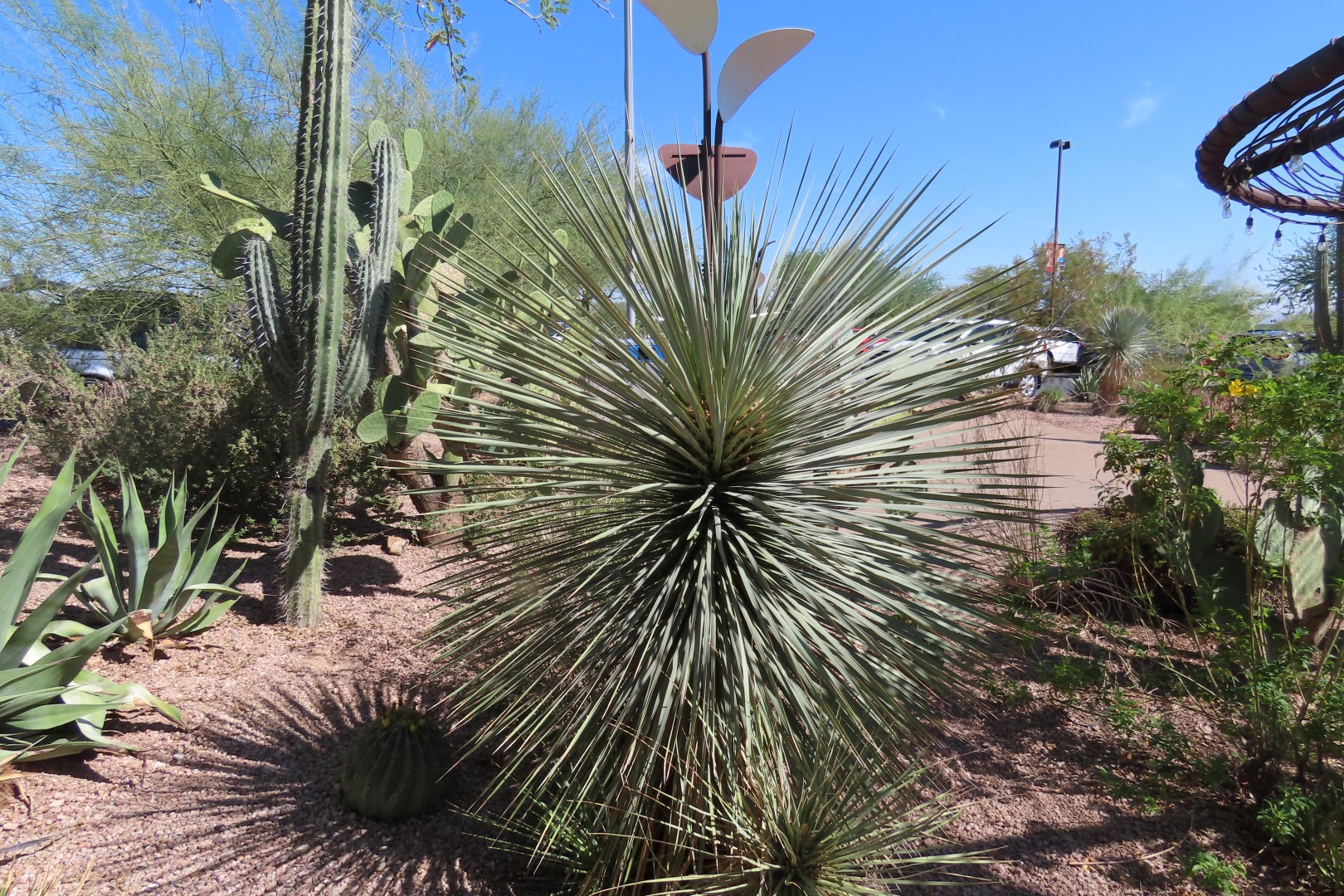 Phoenix Botanical Garden  1 of 25 (#7148)