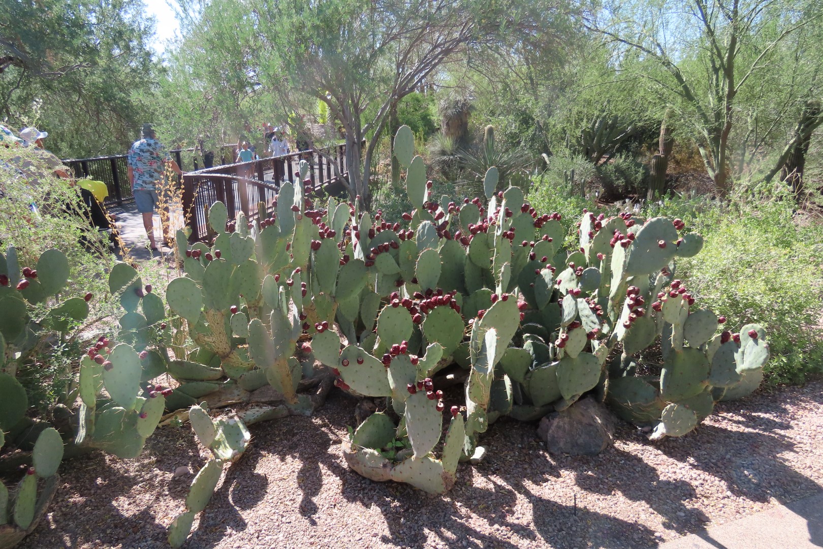 Phoenix Botanical Garden  2 of 25 (#7149)