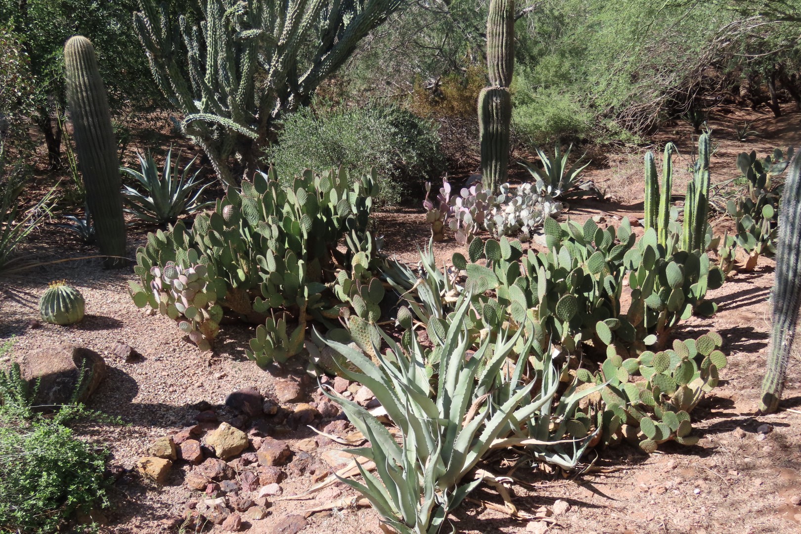 Phoenix Botanical Garden  3 of 25 (#7150)