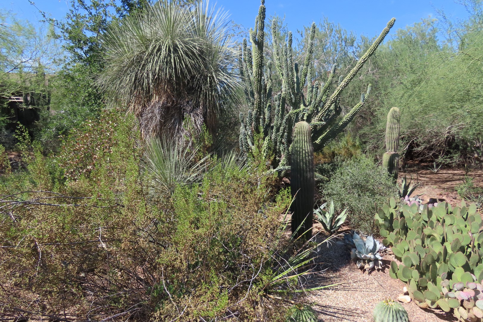 Phoenix Botanical Garden  4 of 25 (#7151)