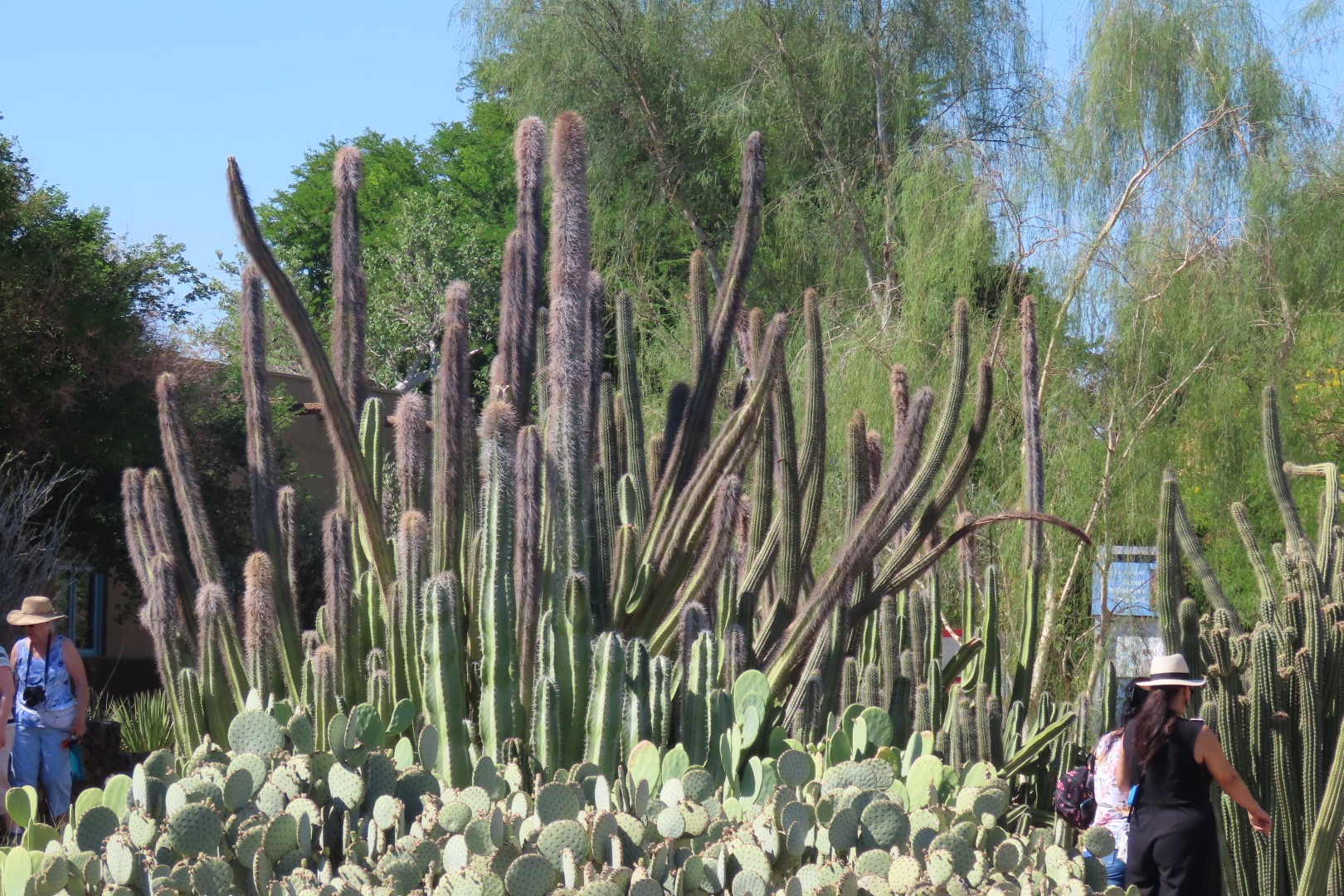 Phoenix Botanical Garden  7 of 25 (#7154)