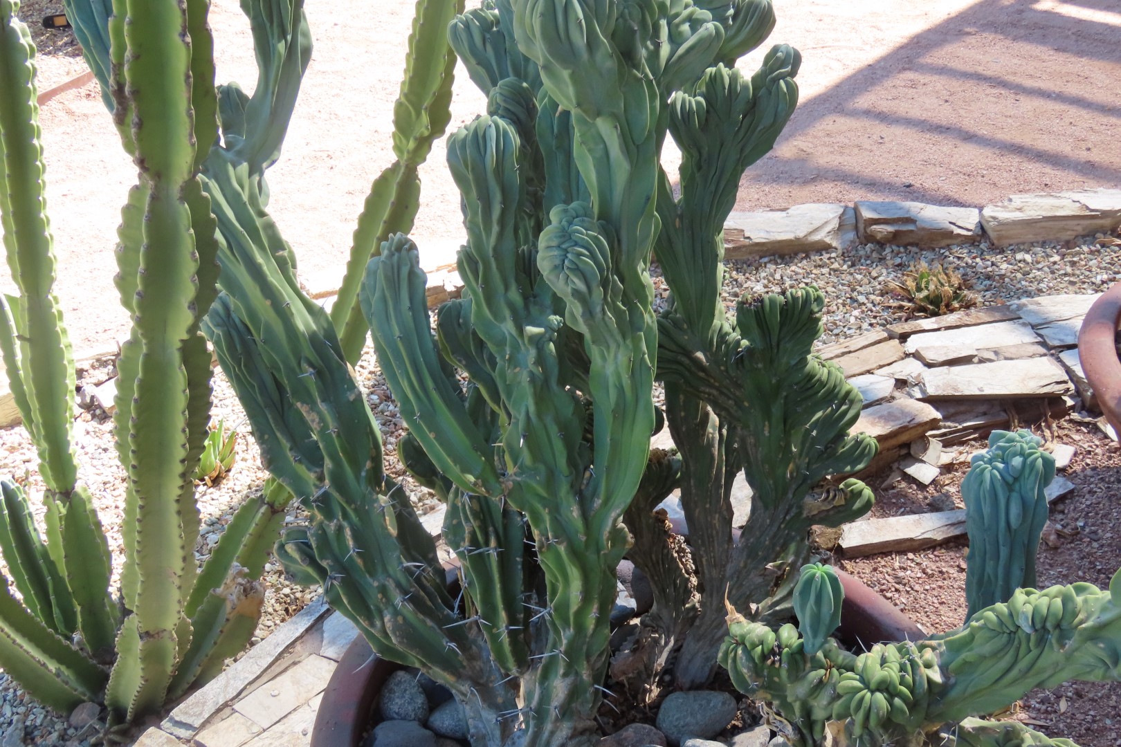 Phoenix Botanical Garden 10 of 25 (#7157)