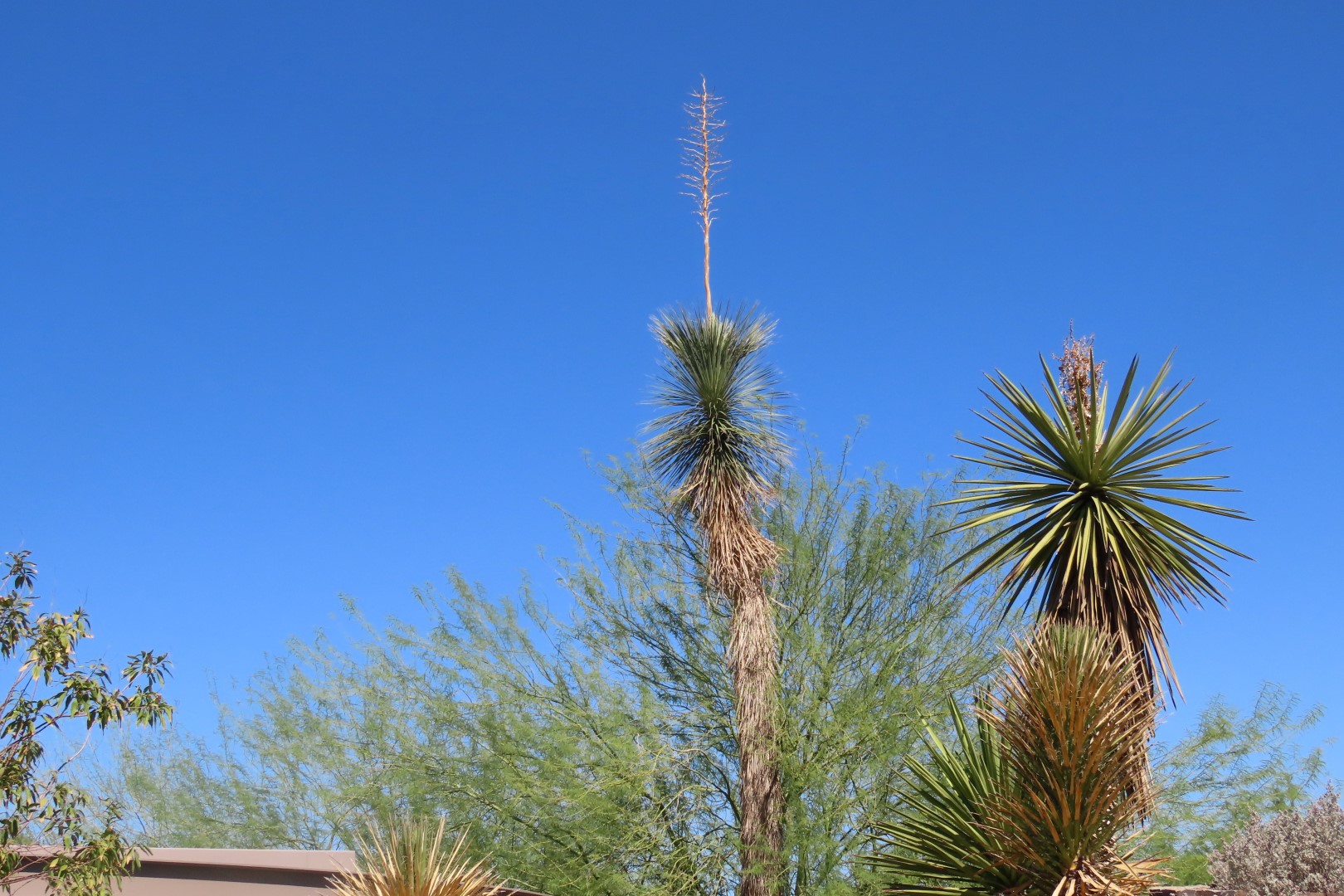 Phoenix Botanical Garden 11 of 25 (#7158)