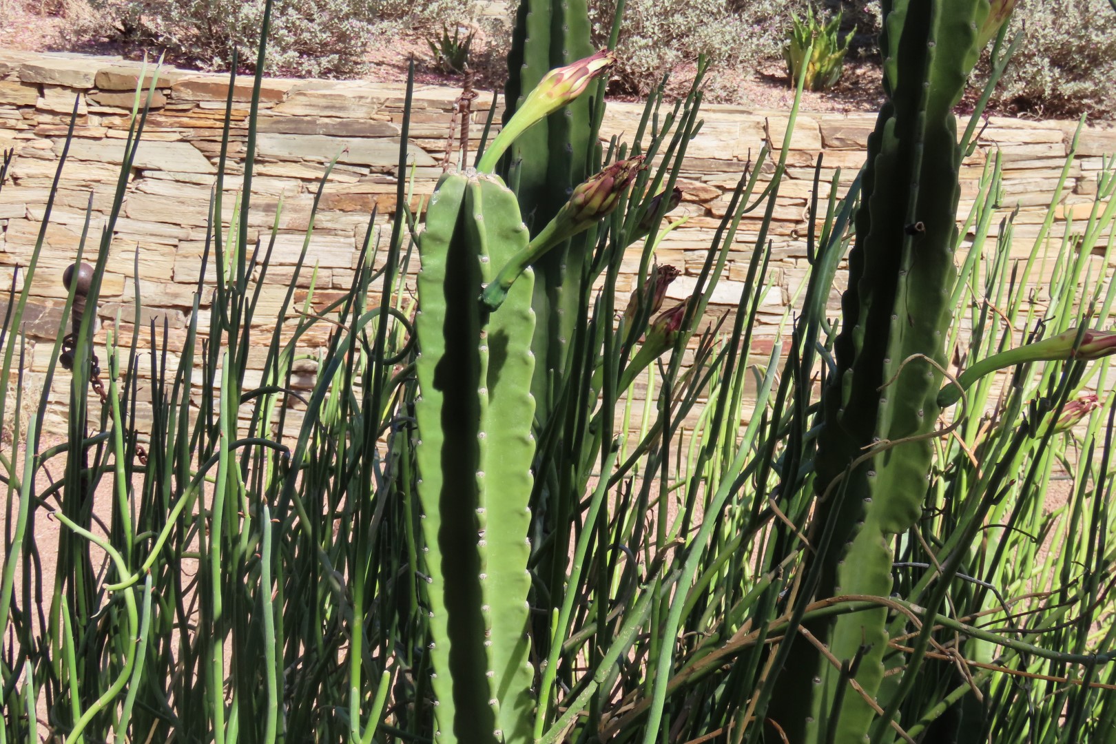Phoenix Botanical Garden 13 of 25 (#7160)