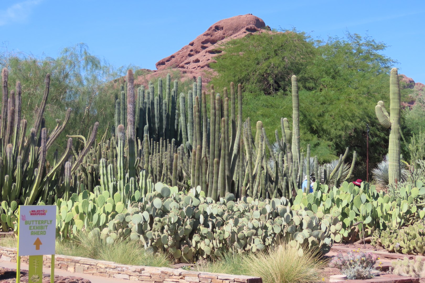 Phoenix Botanical Garden 14 of 25 (#7161)