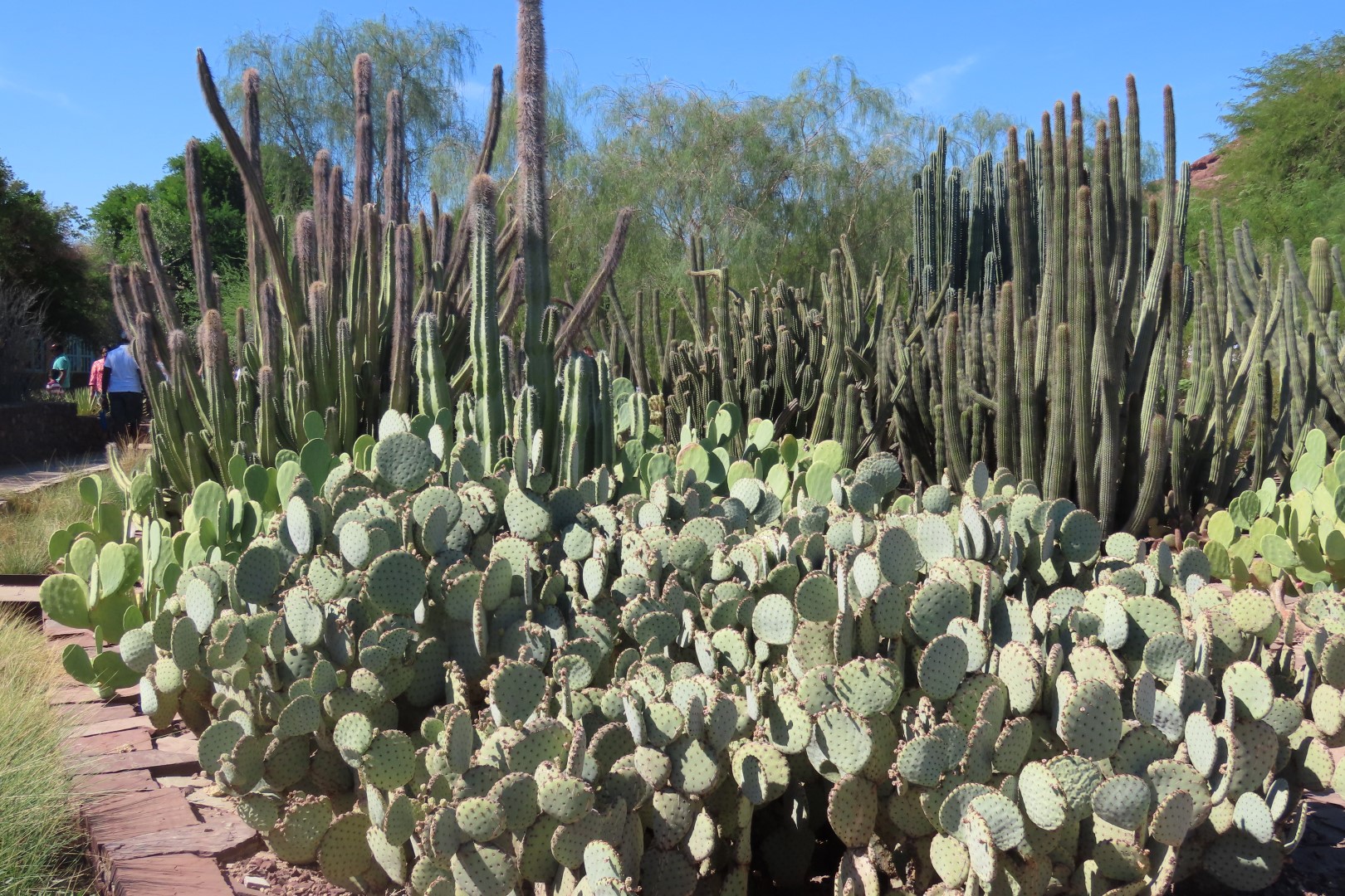 Phoenix Botanical Garden 15 of 25 (#7162)