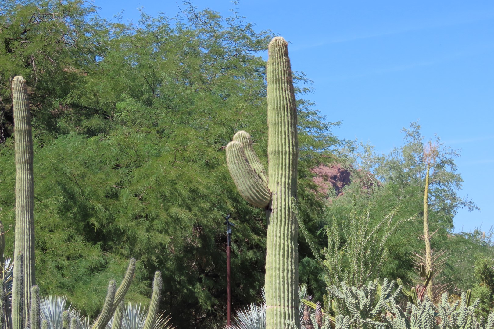Phoenix Botanical Garden 16 of 25 (#7163)