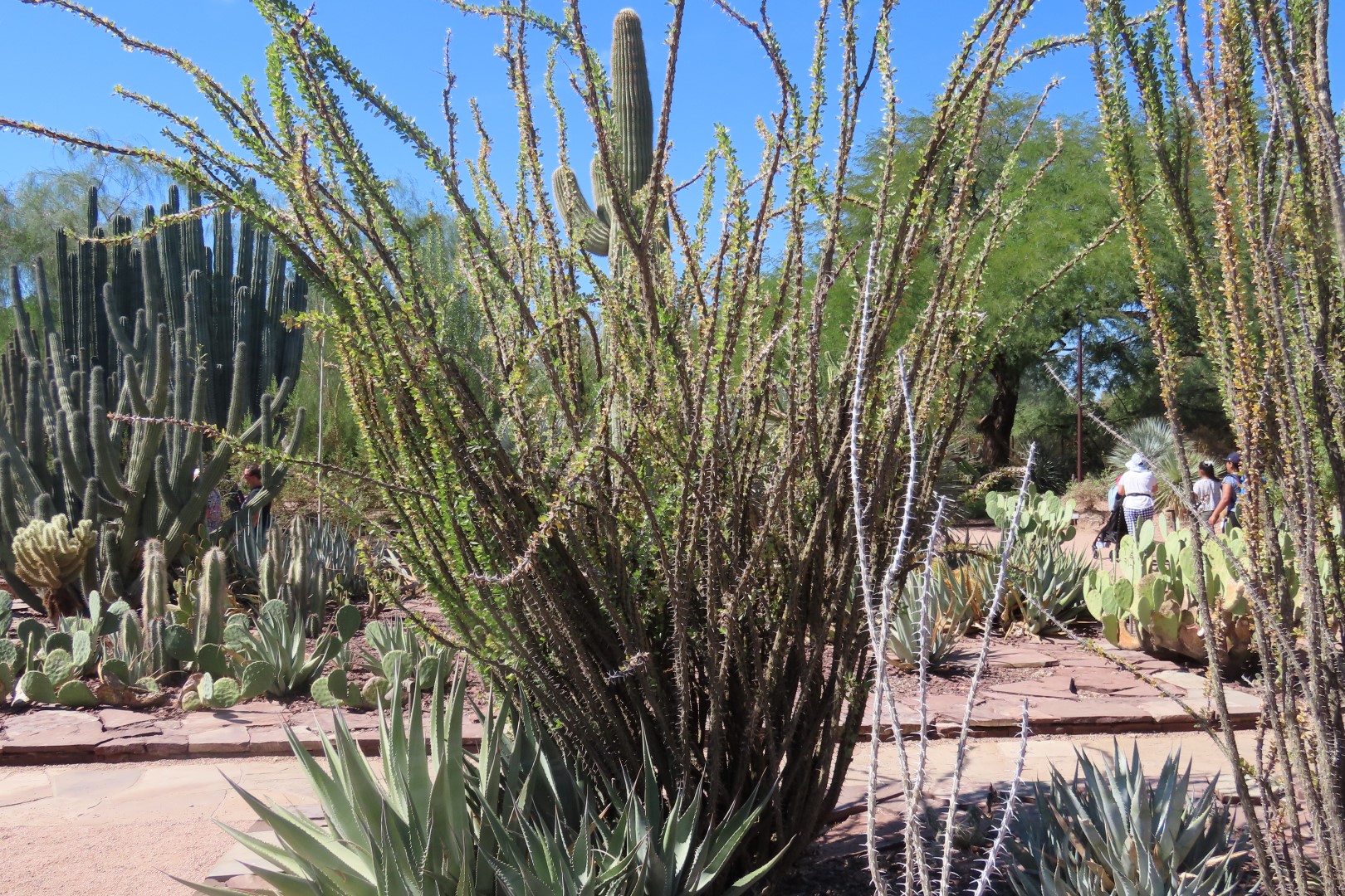 Phoenix Botanical Garden 17 of 25 (#7164)