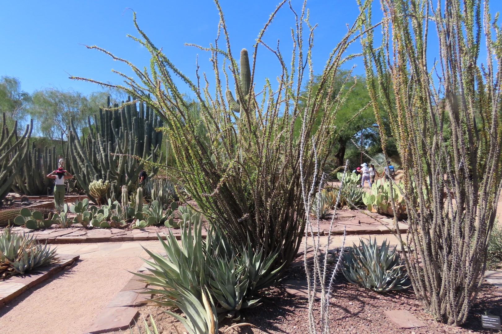 Phoenix Botanical Garden 18 of 25 (#7165)
