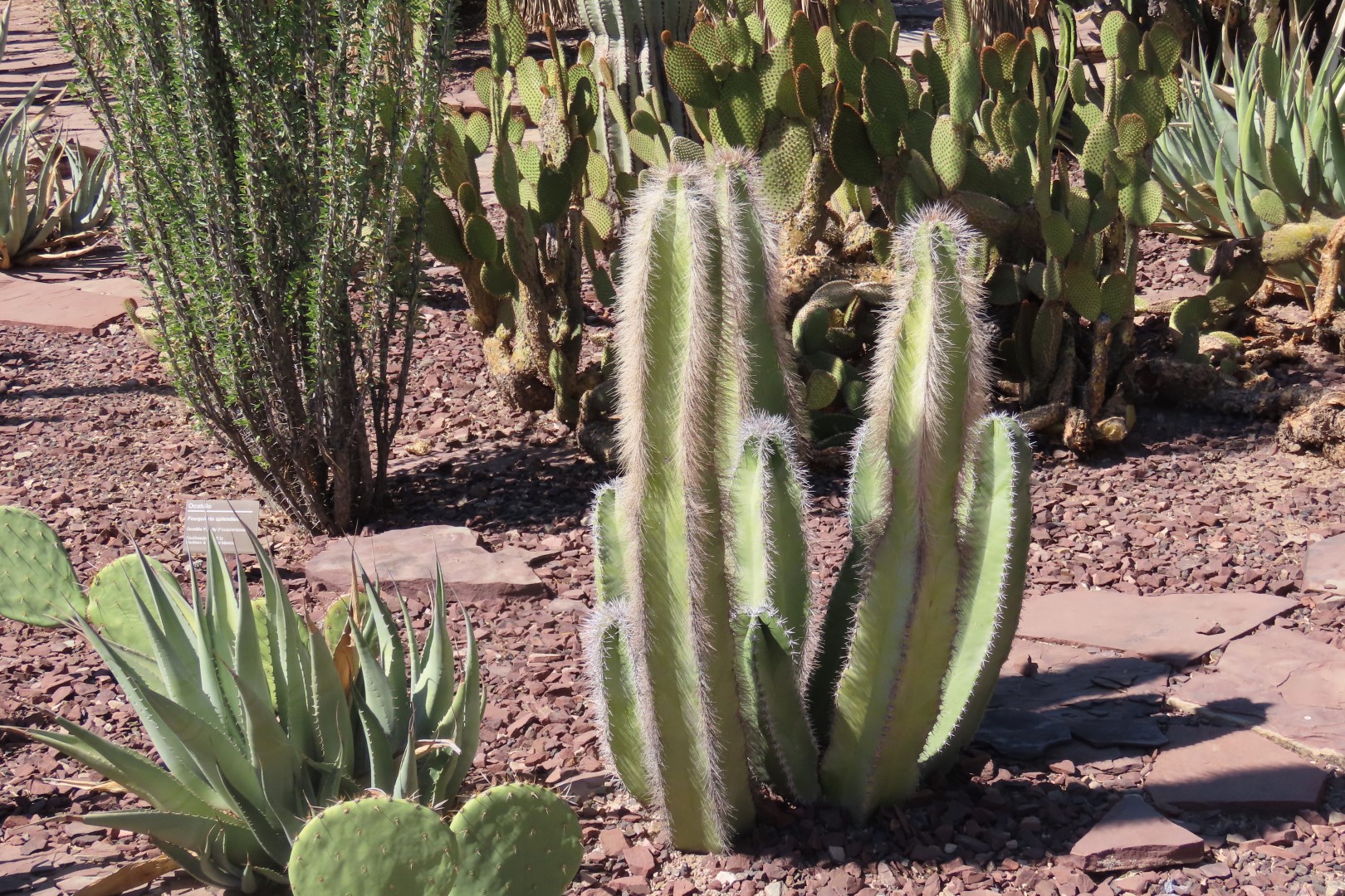 Phoenix Botanical Garden 19 of 25 (#7166)