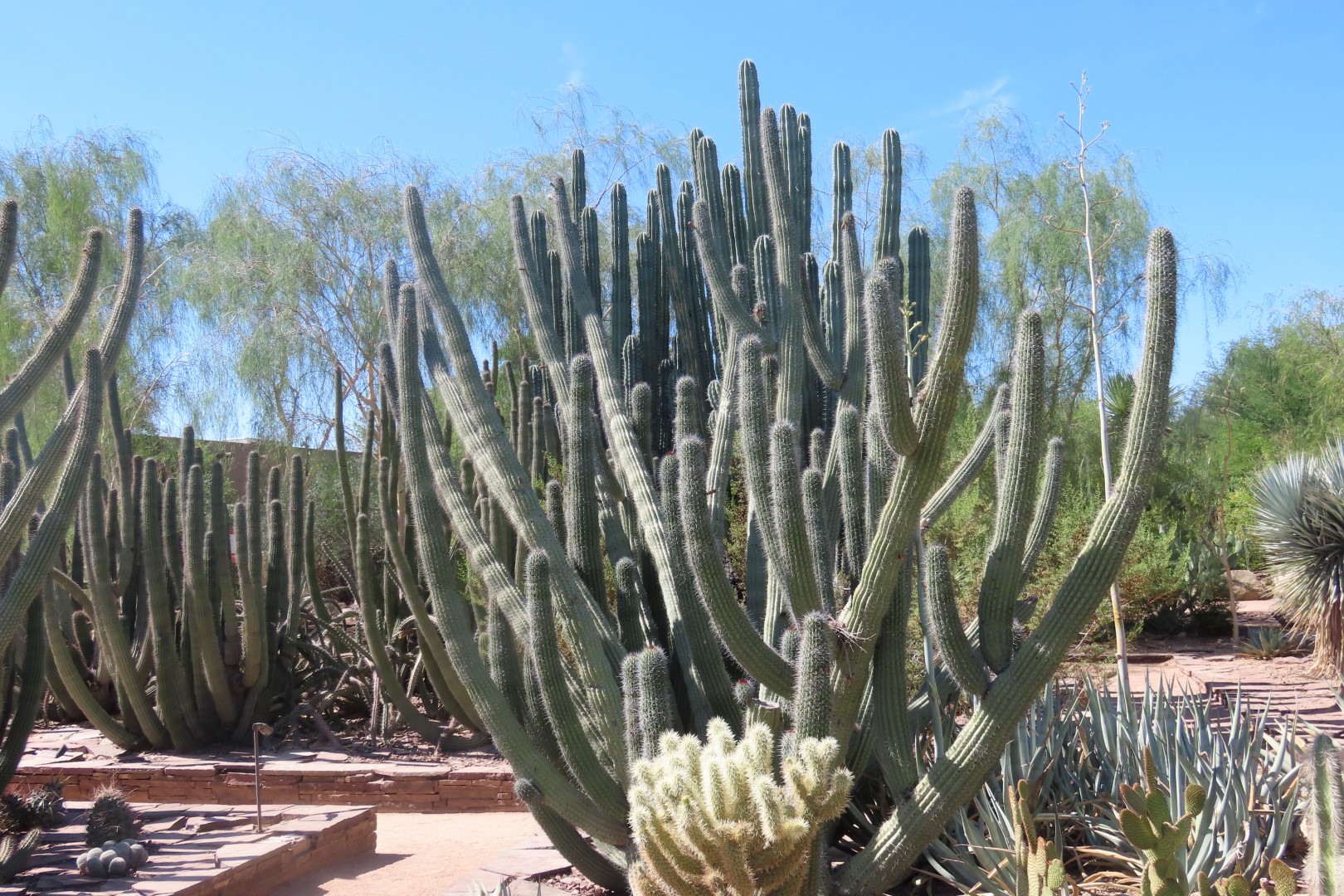 Phoenix Botanical Garden 21 of 25 (#7168)