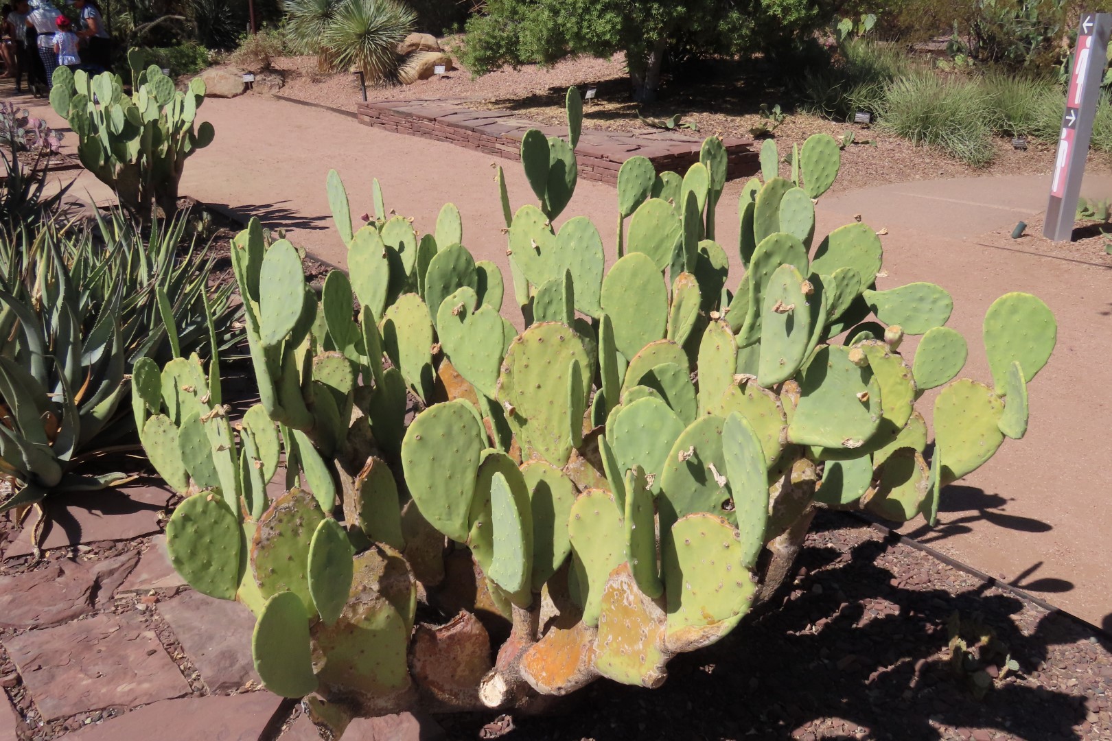 Phoenix Botanical Garden 23 of 25 (#7170)