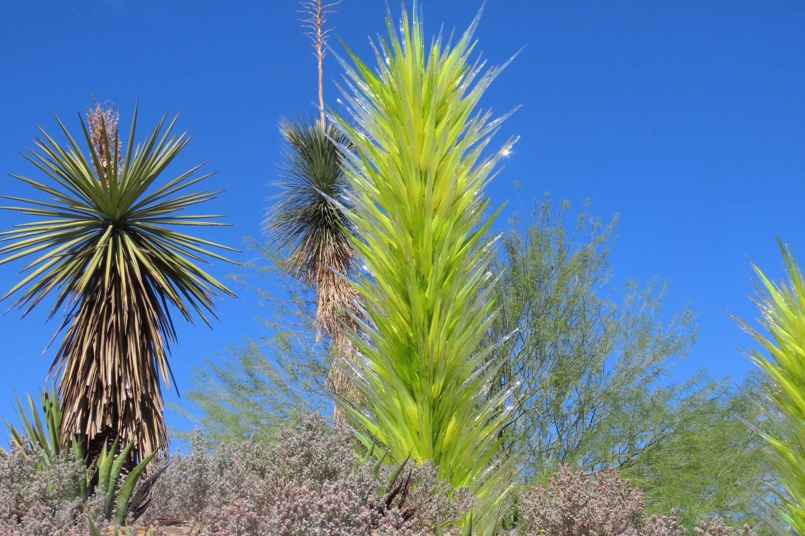 Phoenix Botanical Garden 25 of 25 (#7172)