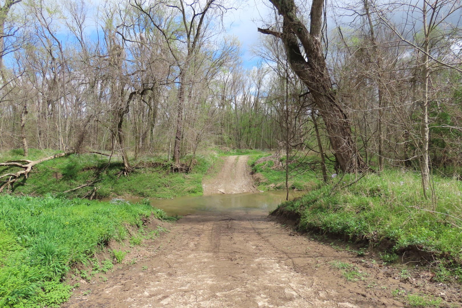 Wild Hyena Cemetery  2 of  3 (#7419)