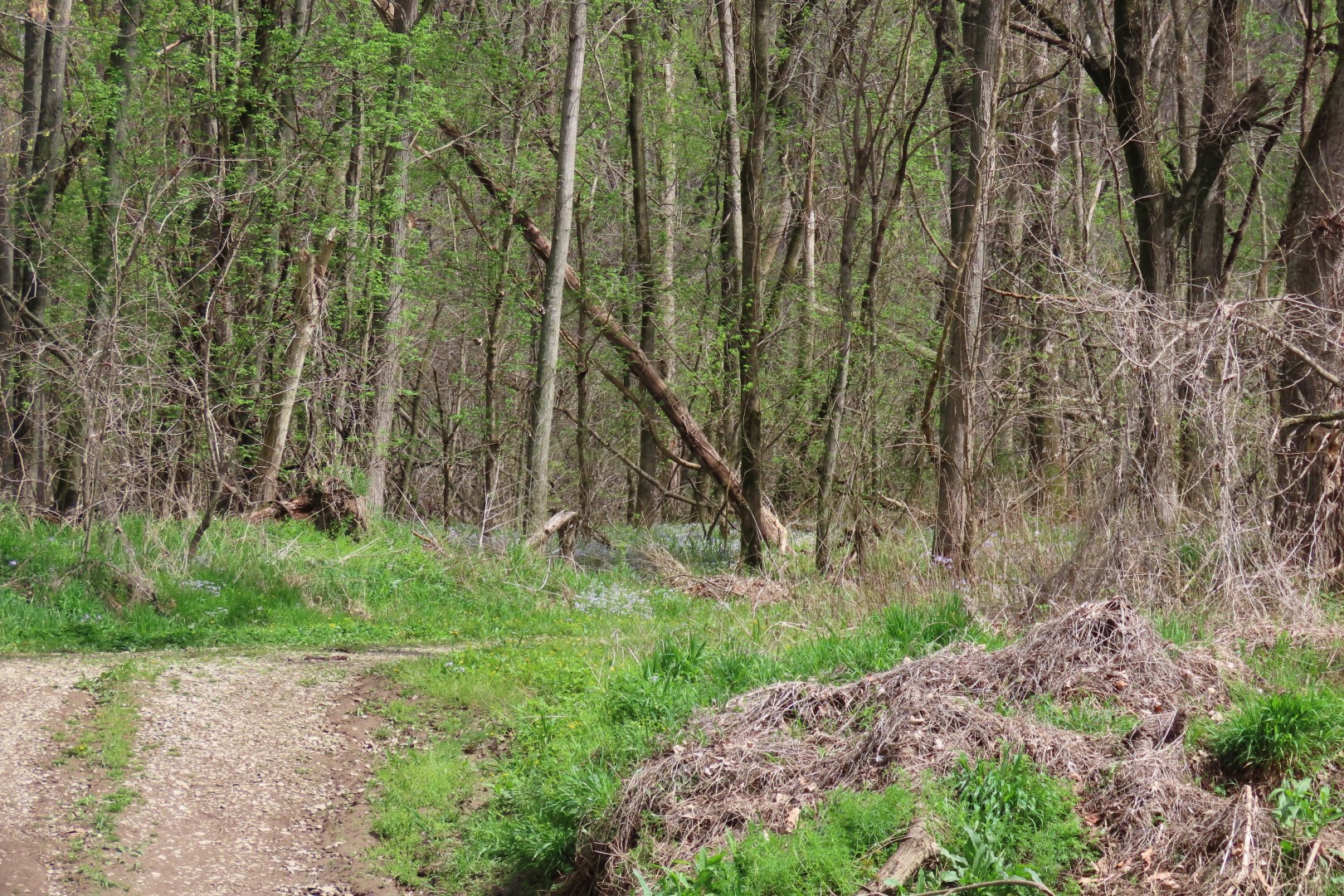 Wild Hyena Cemetery  3 of  3 (#7420)