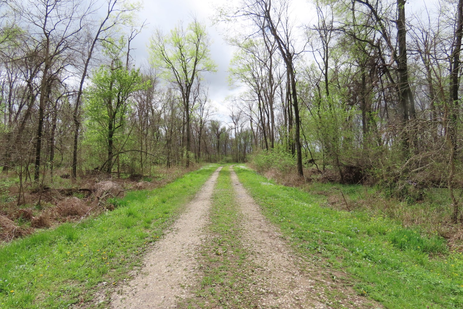 Wild Hyena Cemetery  1 of  3 (#7421)