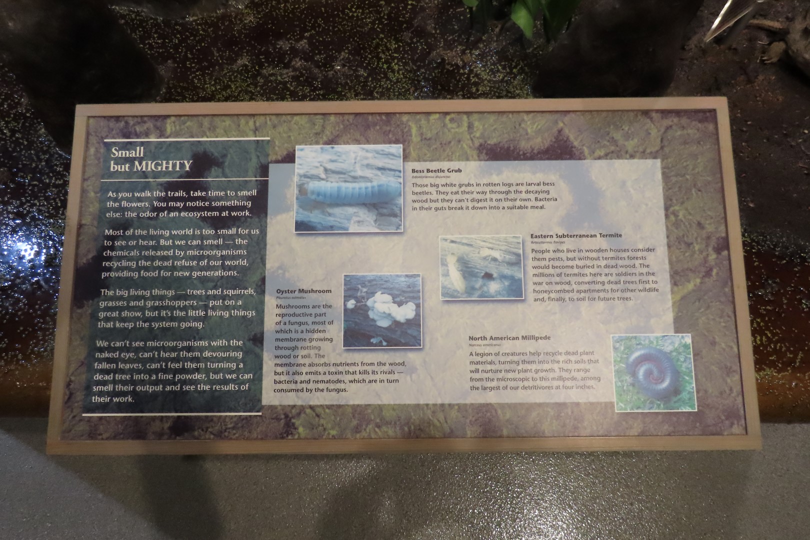 Jean Lafitte Natl Park 17 of 37 (#7495)