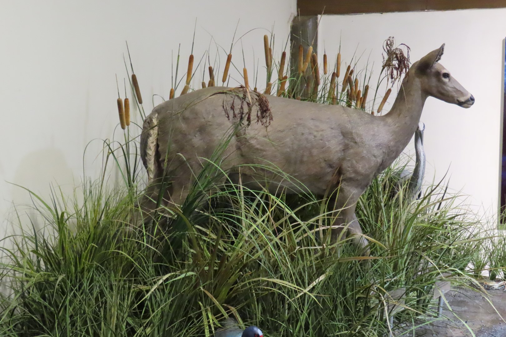 Jean Lafitte Natl Park 21 of 37 (#7499)