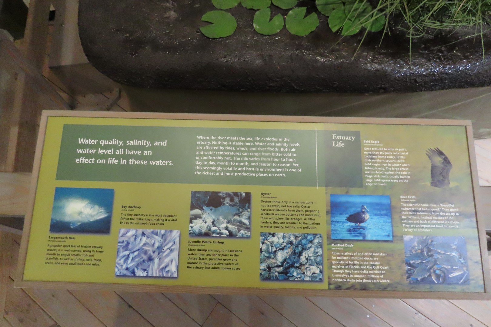 Jean Lafitte Natl Park 25 of 37 (#7503)