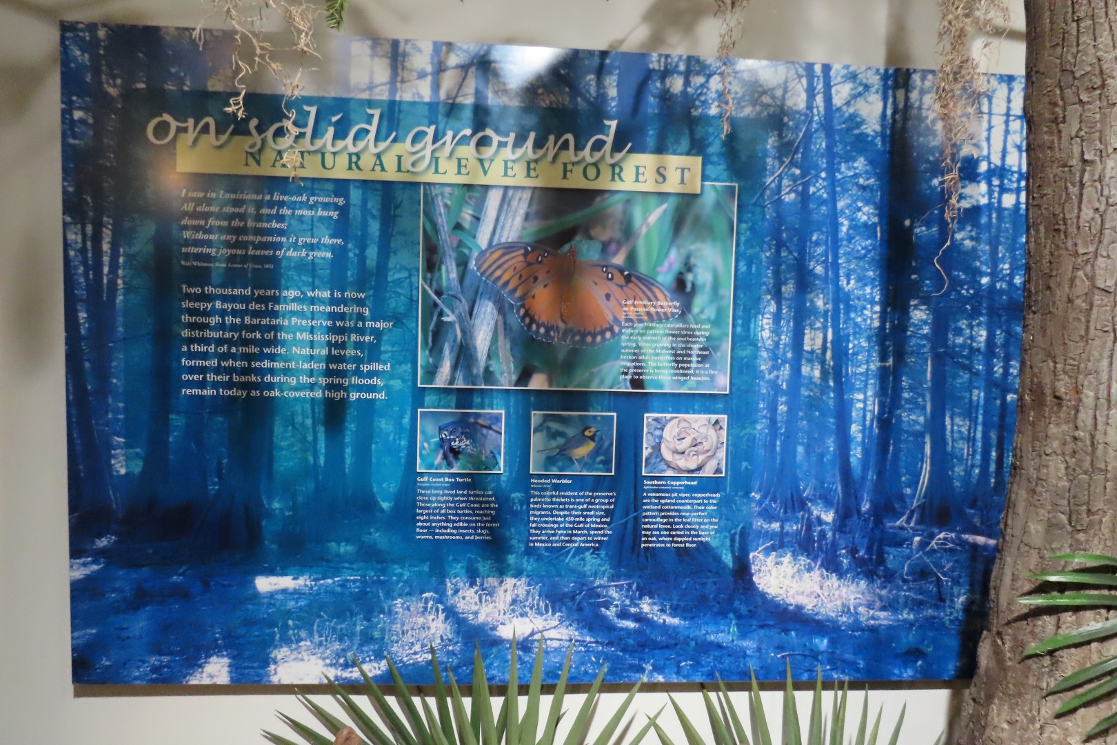 Jean Lafitte Natl Park 29 of 37 (#7507)