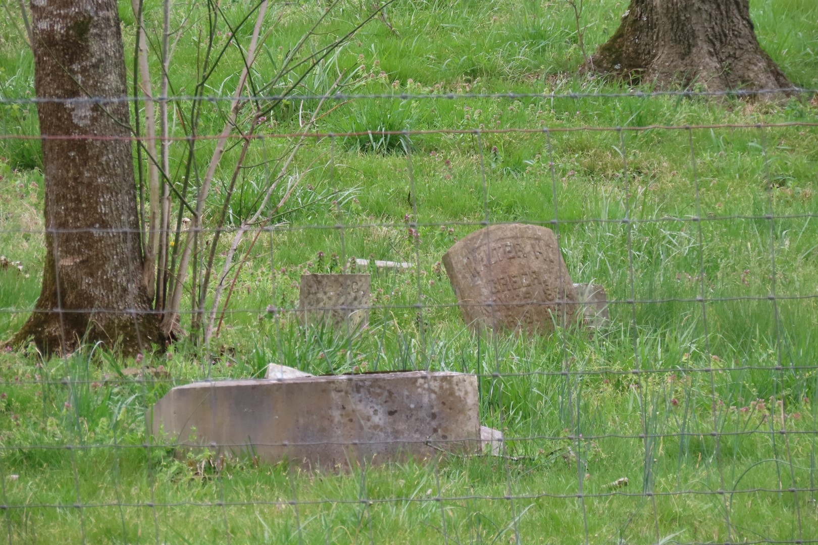 Woody Cemetery near Santa Fe, Tennessee -- cemetery as seen (zoomed mode) from the road  6 of  8 (#7527)
