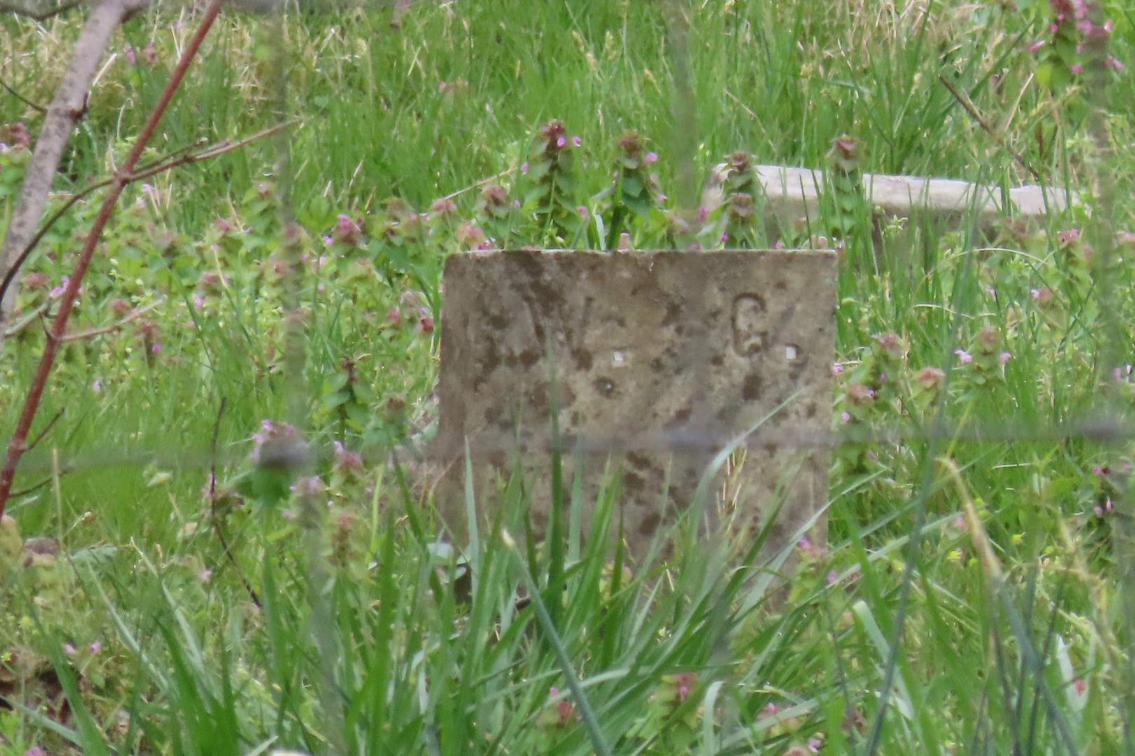 Woody Cemetery near Santa Fe, Tennessee -- cemetery as seen (zoomed mode) from the road  7 of  8 (#7528)