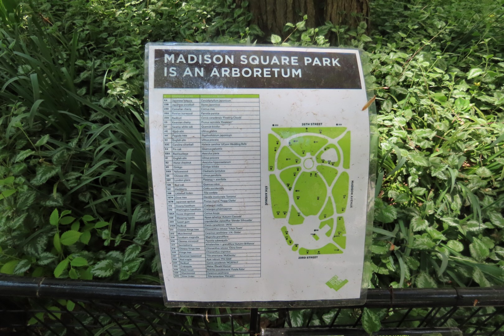 Madison Square Park  2 of  2 (#7801) onmouseover=