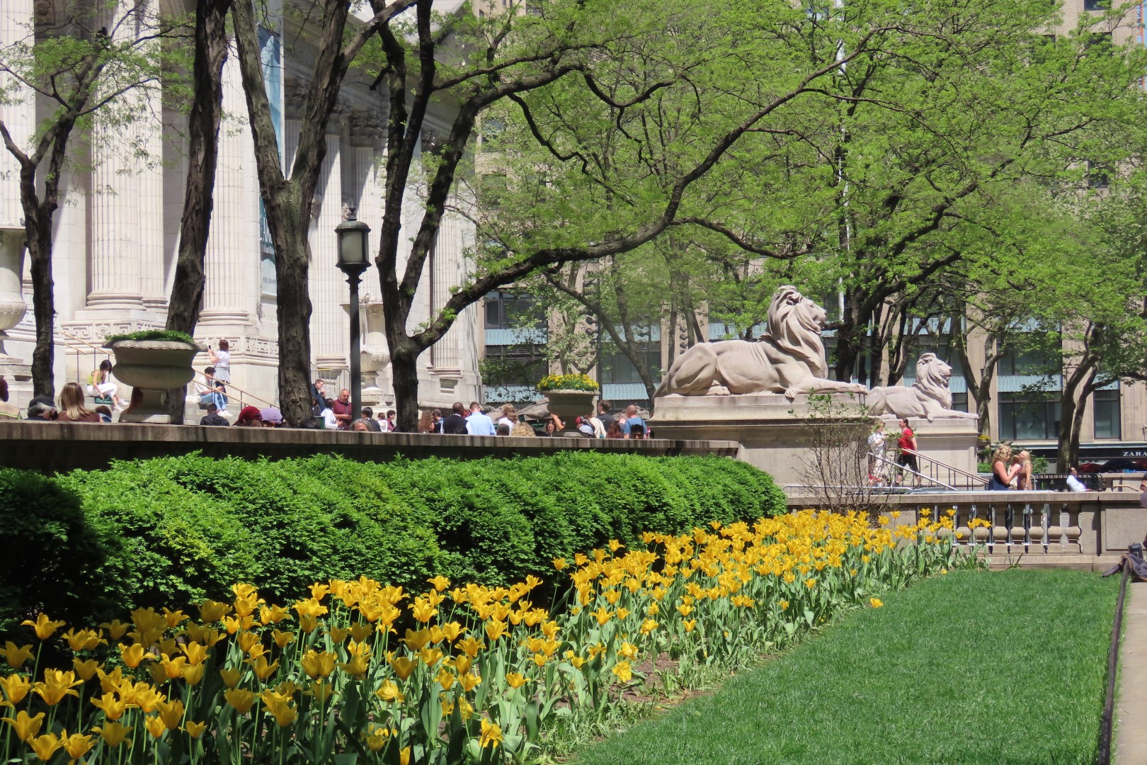 New York Public Library - main branch and their famous guard lions  1 of  5 (#7857) onmouseover=