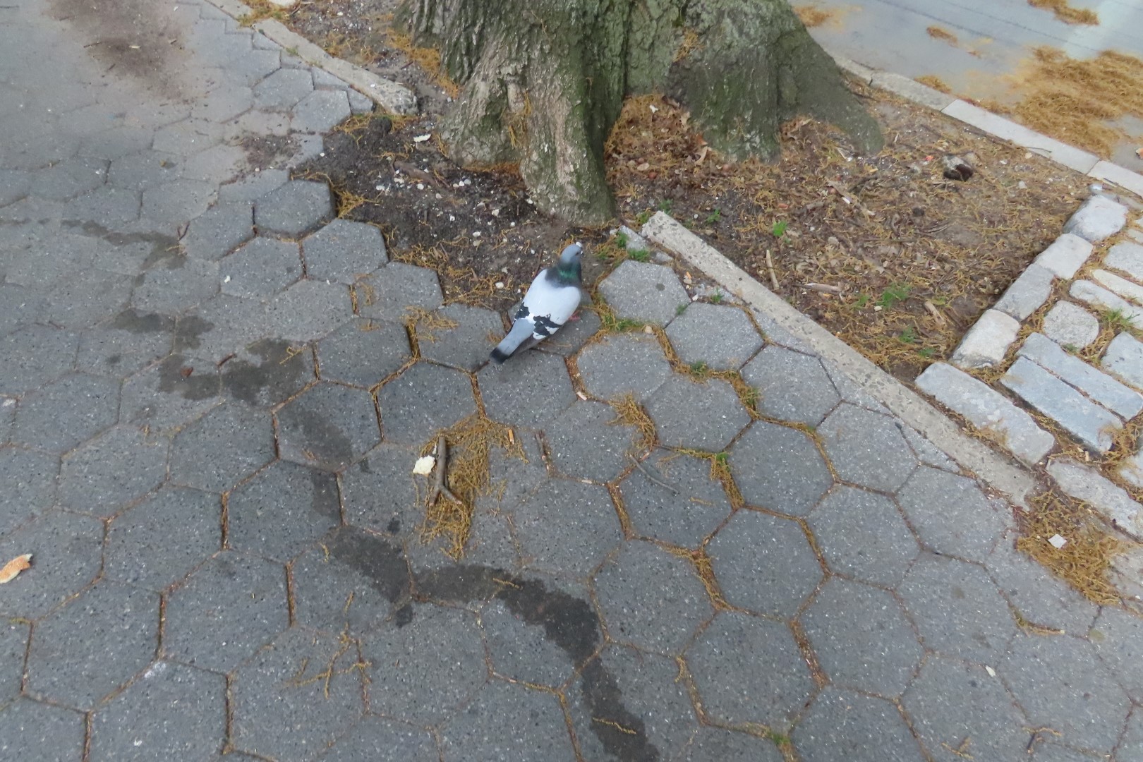 Central Park  4 of 12 (#7882) onmouseover=