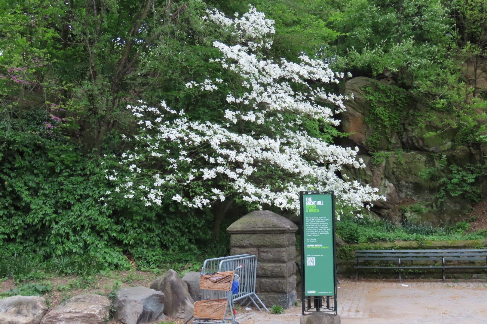 Central Park  6 of 12 (#7884) onmouseover=