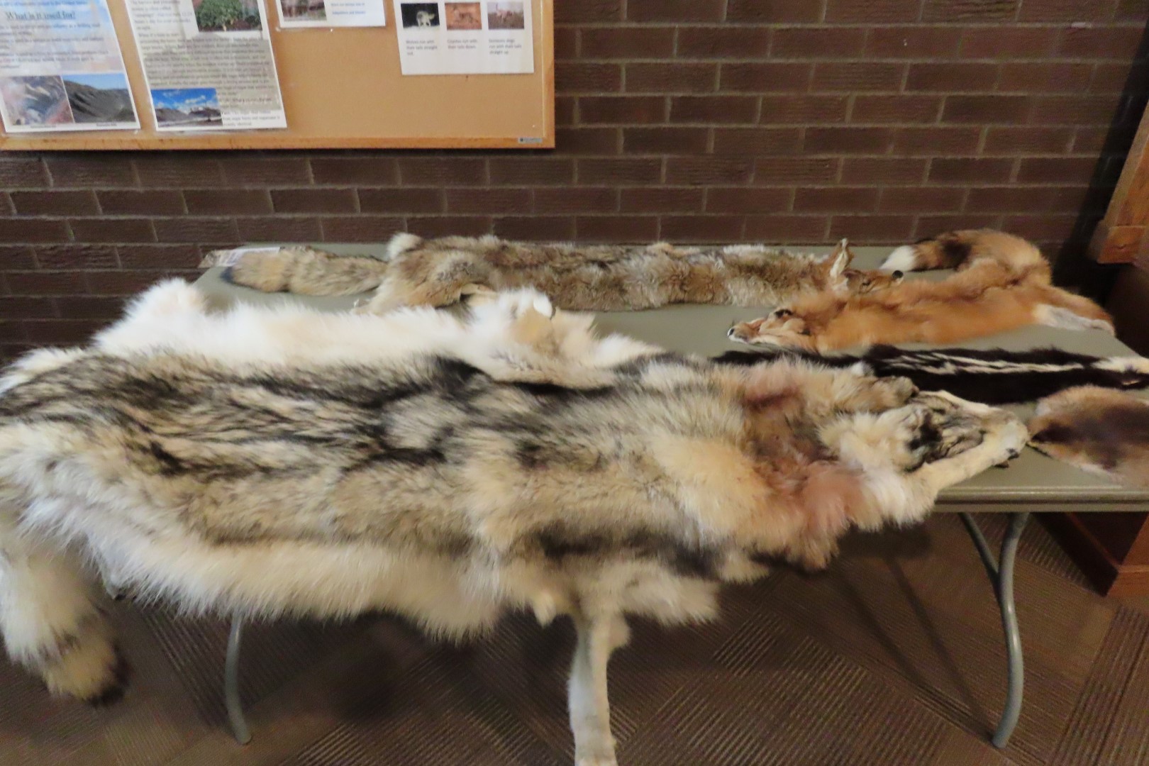 Bighorn Canyon Nat'l Park WY 10 of 17 (#7960)