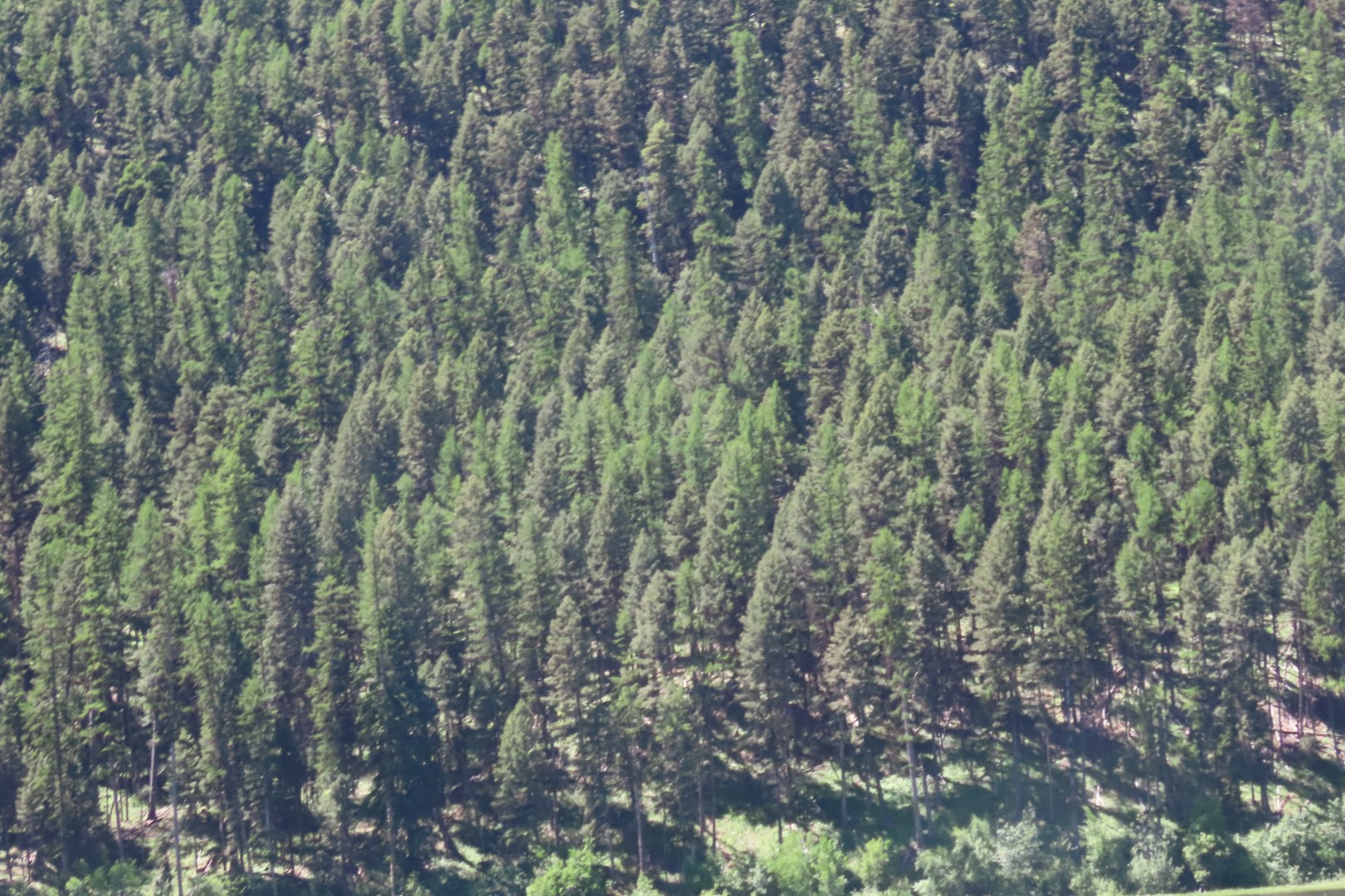 On the way to Glacier National Park  1 of  4 (#8032)