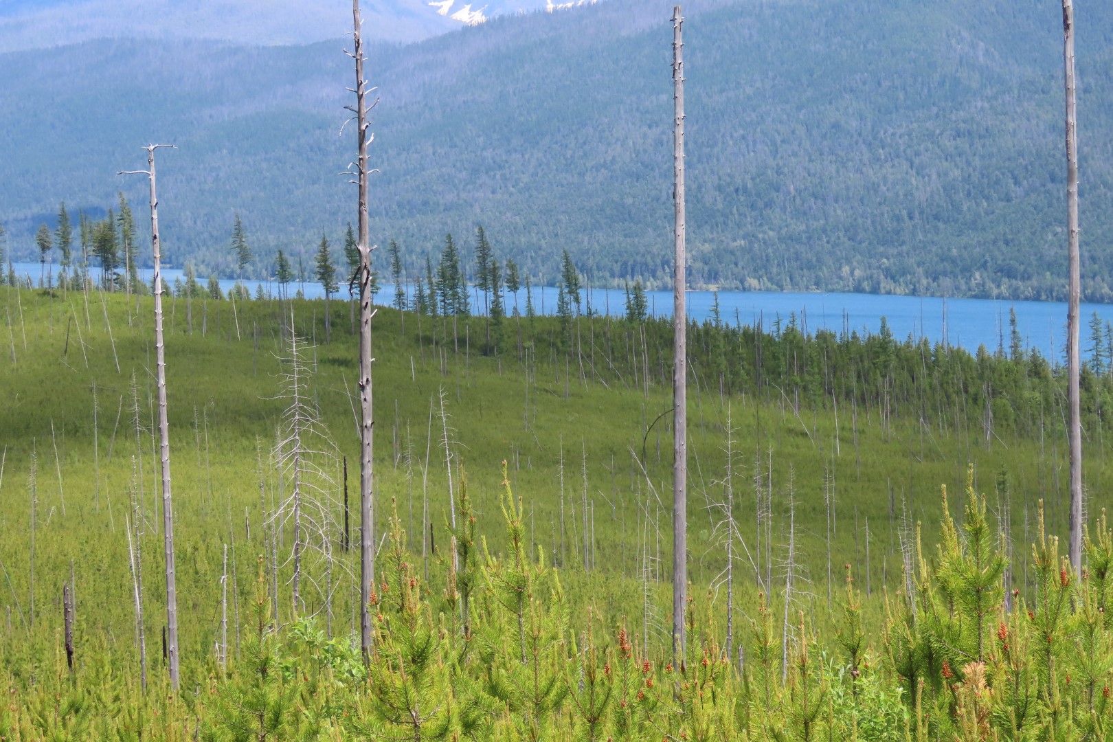 Glacier National Park  3 of 16 (#8037)