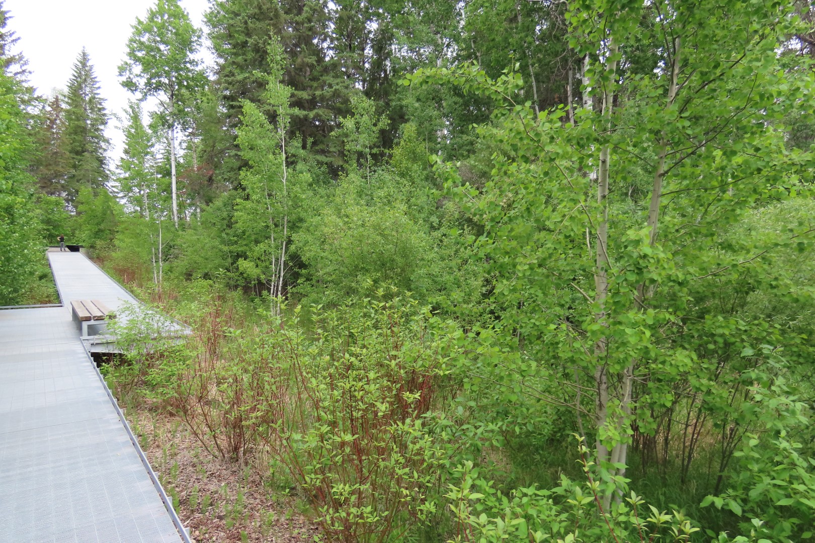 University of Alberta Botanical Gardens 15 of 62 (#8172)