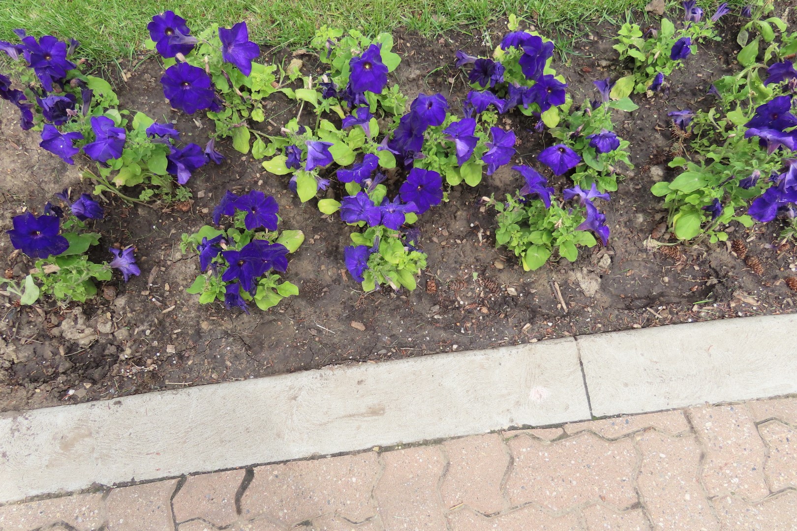 University of Alberta Botanical Gardens 16 of 62 (#8173)