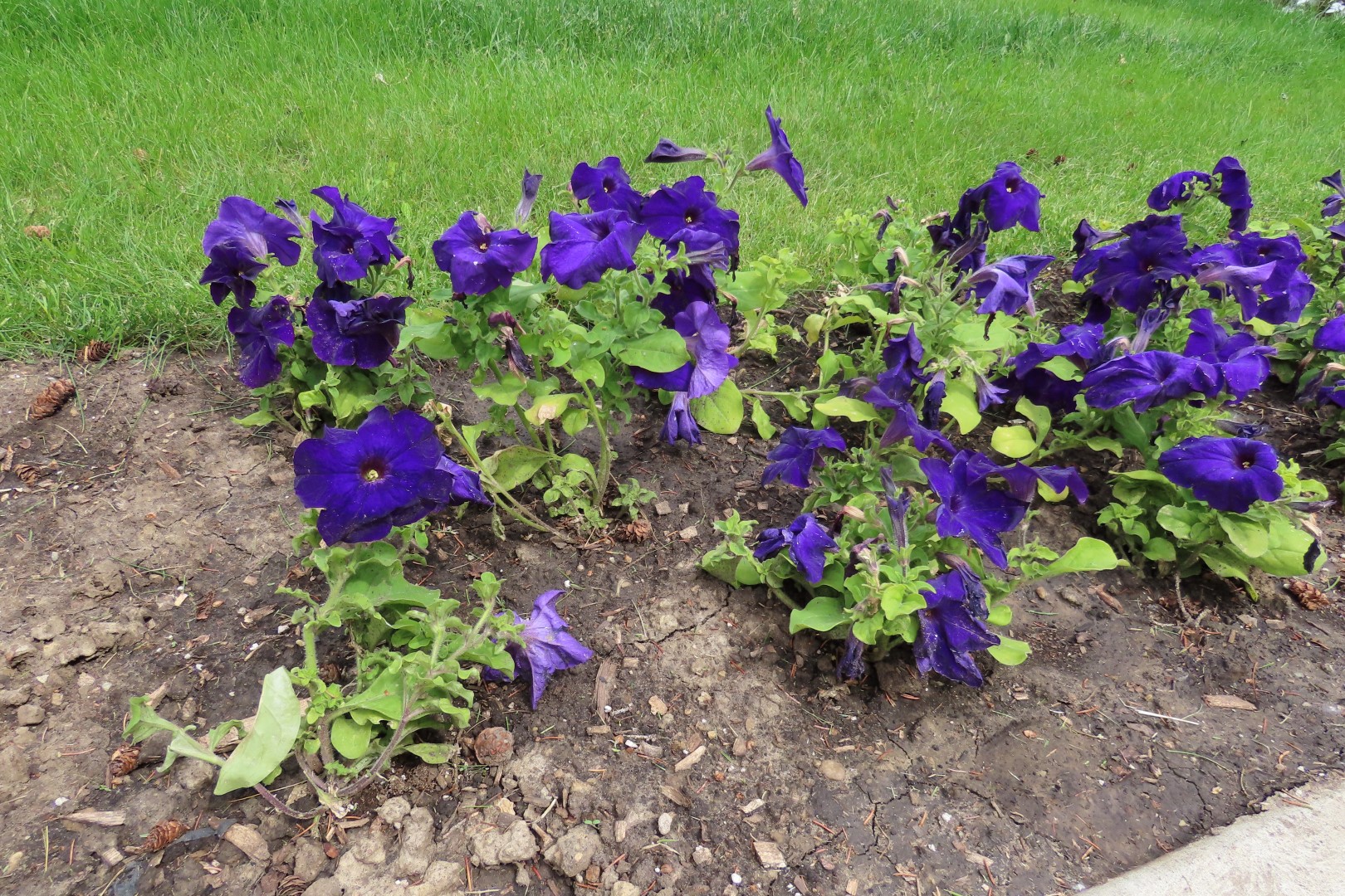 University of Alberta Botanical Gardens 17 of 62 (#8174)