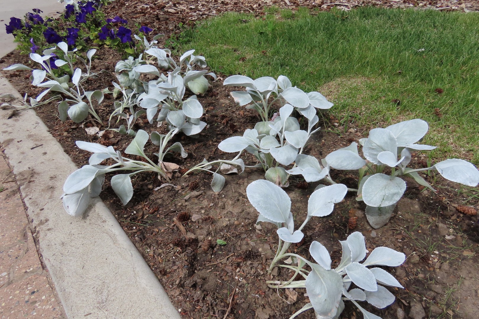 University of Alberta Botanical Gardens 18 of 62 (#8175)