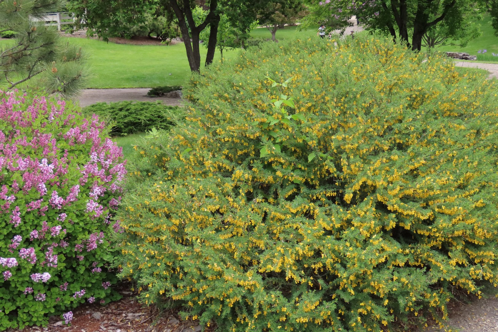 University of Alberta Botanical Gardens 21 of 62 (#8178)