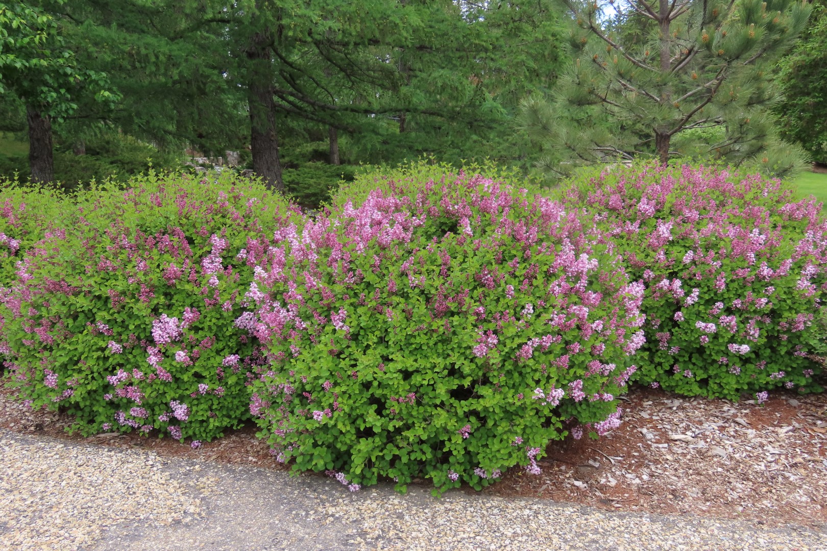 University of Alberta Botanical Gardens 22 of 62 (#8179)