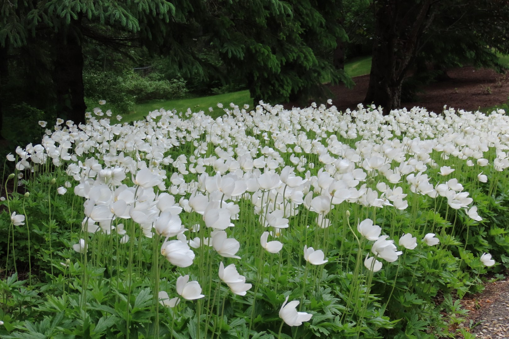 University of Alberta Botanical Gardens 28 of 62 (#8185)