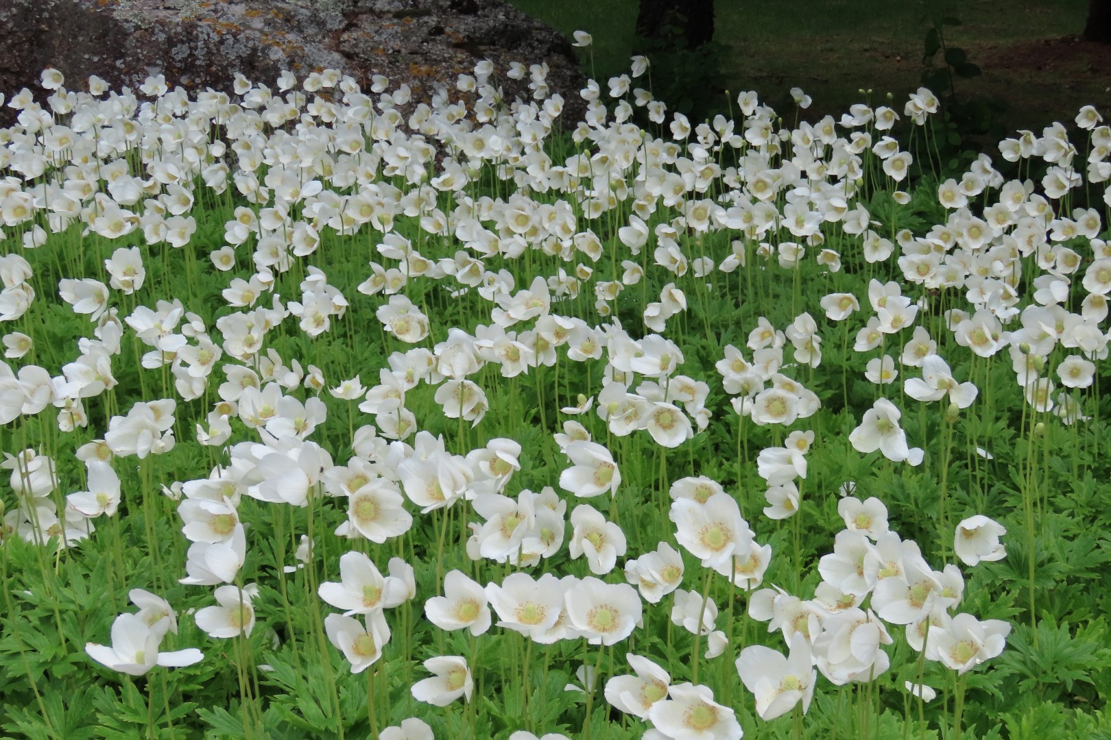 University of Alberta Botanical Gardens 29 of 62 (#8186)