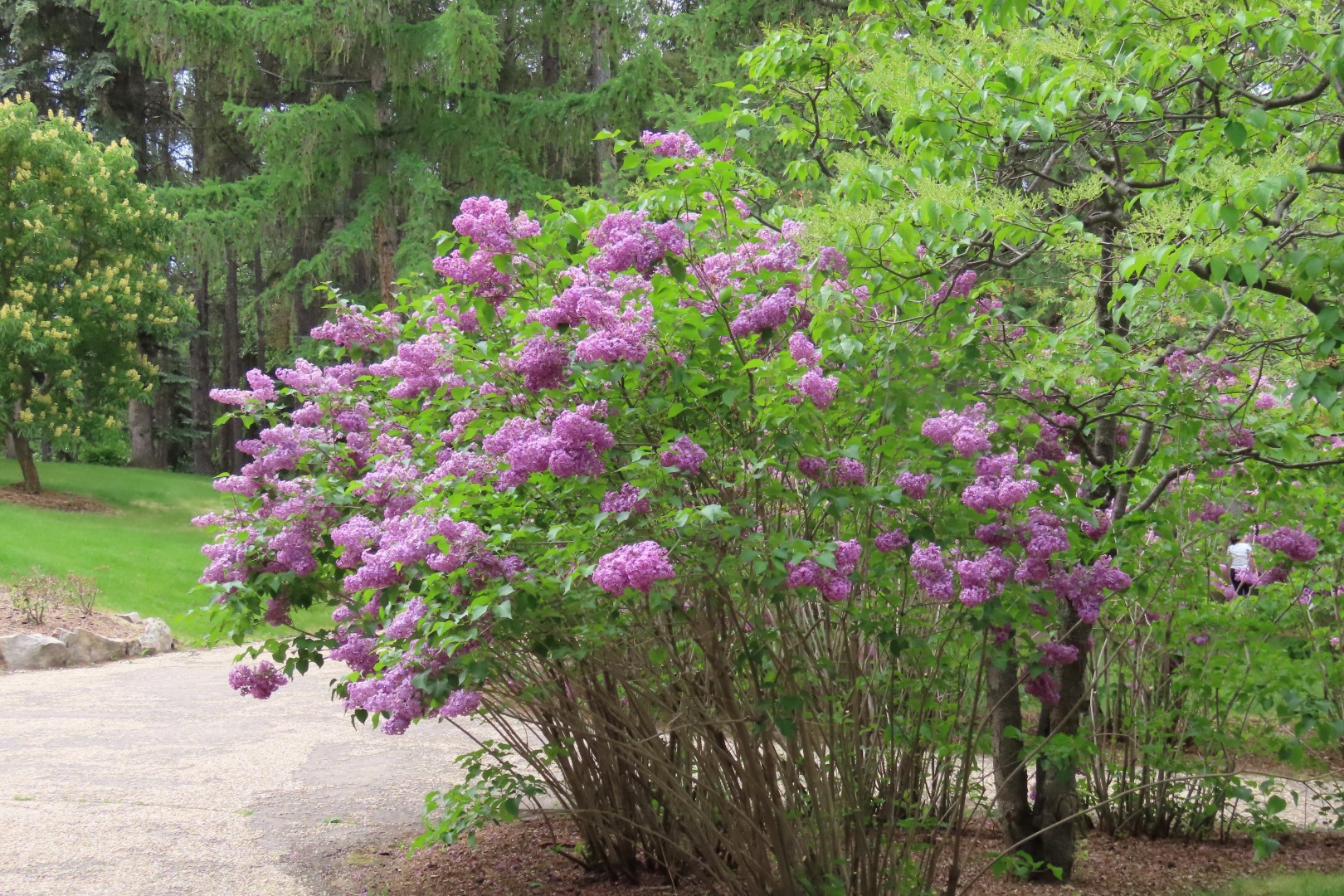 University of Alberta Botanical Gardens 30 of 62 (#8187)